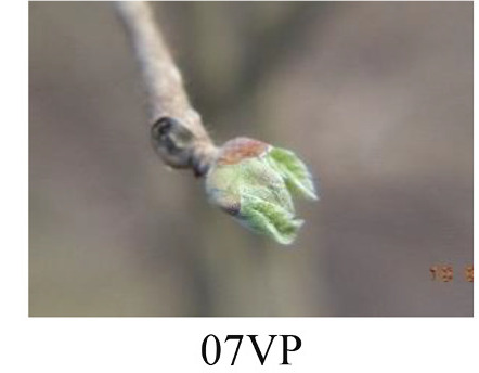 Faza 07 — početak otvaranja pupa