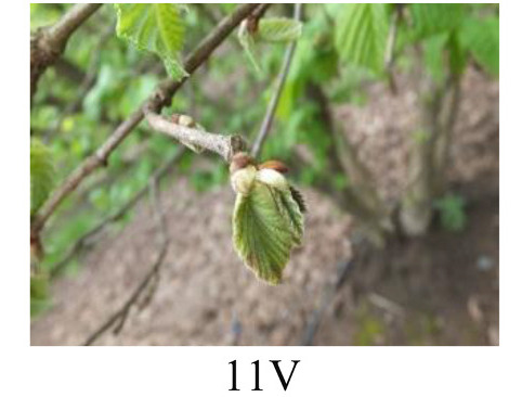Faza 11 — prvi list se otvorio