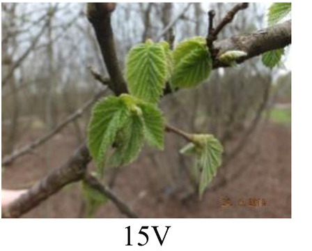 Faza 15 — više listova otvoreno