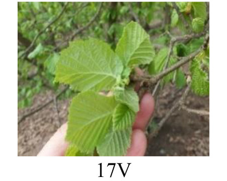 Faza 17 — većina listova otvorena