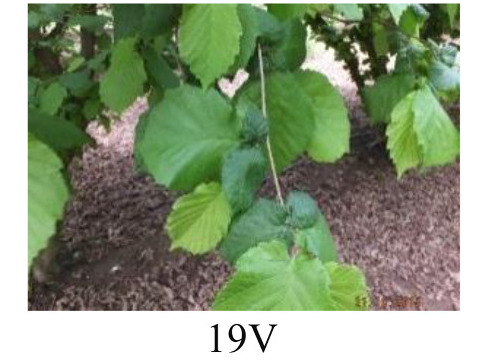 Faza 19 — listovi potpuno razvijeni