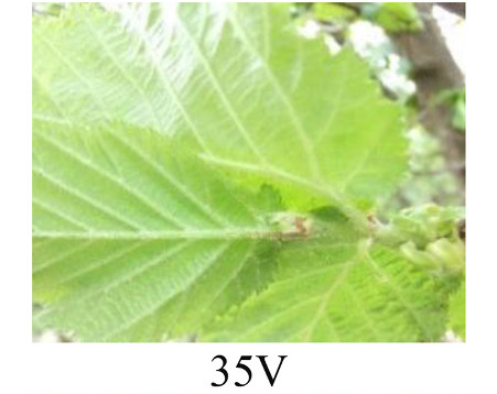 Faza 35 — izboj više od 50% duljine