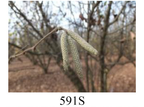 Faza 591 — odvajanje bratkeja