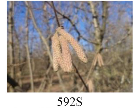 Faza 592 — prašnici postaju žuti