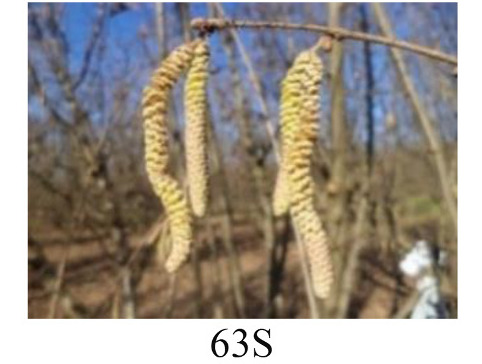 Faza 63S — srednja izduženost