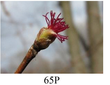 Faza 65P — puna ženska cvatnja