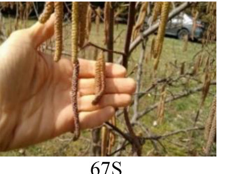 Faza 67S — kraj muškog cvjetanja