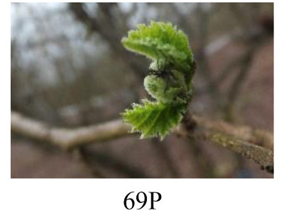Faza 69P — kraj cvjetanja