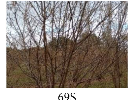 Faza 69S — potpuno venuće