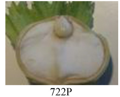 Faza 722 — kraj punjenja jezgre