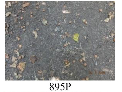 Faza 895 — više od 50% plodova palo