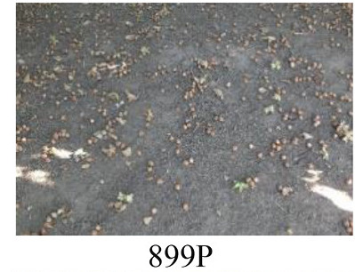 Faza 899 — svi plodovi pali