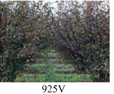 Faza 925 — 50% osušenog lišća