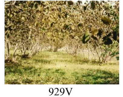 Faza 929 — 100% osušenog lišća