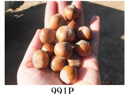 Faza 991 — obrani lješnjaci