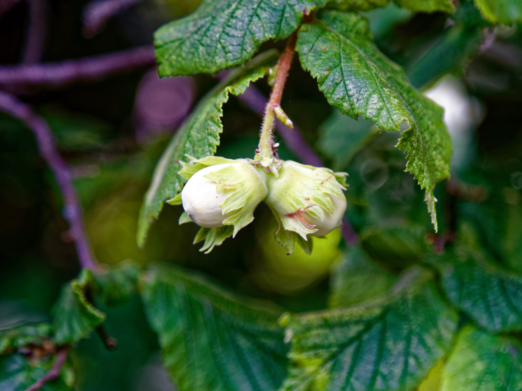 Mladi plodovi lijeske s ovojnicama na granama (Corylus avellana)